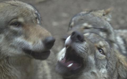Foto Wolf