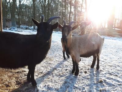 Winterstimmung bei den Zwergziegen / / Foto: Wildpark-MV