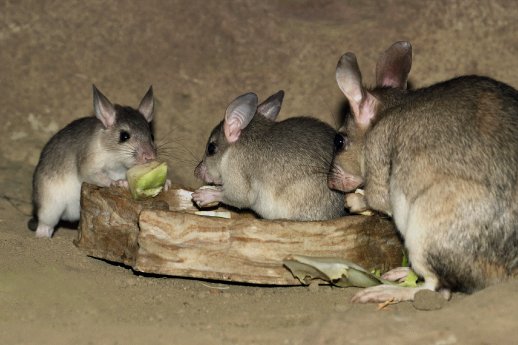 Madagaskar-Riesenratte juv 1.gif