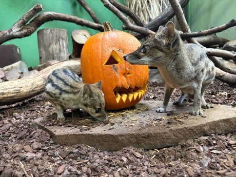 PM_Boo th the Zoo 2026.JPG