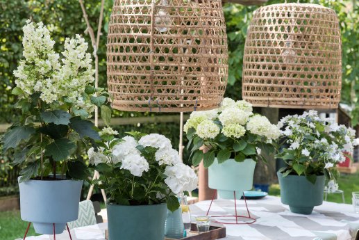 Frische Dekoration im Garten mit Hortensien in Weiß und Creme a.jpg