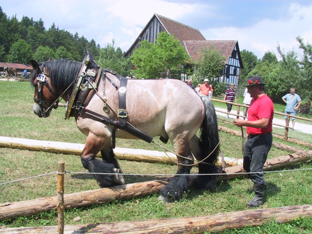 FLM Neuhausen Fuhrmannstag Europameister Anton Laux.JPG