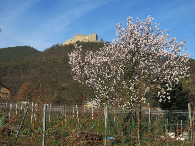 Mandelblüte Pfalz  Weihnachten 2015 genussradeln-pfalz 102.JPG