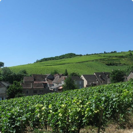 Weinregion-Burgund.jpg