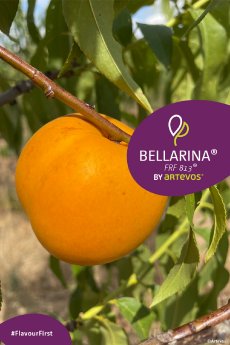 Artevos_Nektarine_Bellarina®_‘FRF813‘-s-.jpg