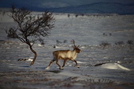 Rentier © Nuorgamin Lomakeskus