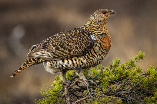 Junges Auerhuhn © Erich Marek.jpg