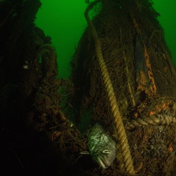 Unterwasserfoto Geisternetz Kevin Burmester 5 (1900 x 1900 px).jpg