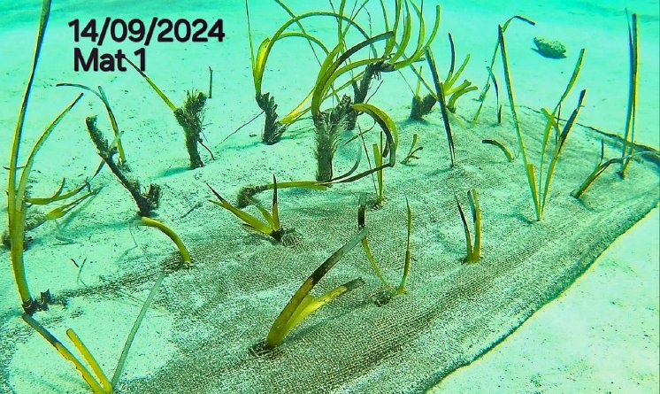 Renaturierte Posidonia-Seegraspflanzen in der Bucht von Stoupa.jpg
