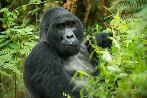 TAG_5_GORILLA_c_UgandaTrails.jpg