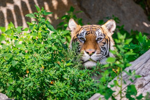 Sumatra-Tiger_Tierpark Berlin.JPG
