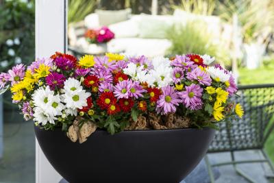 Bestens für Mixe jeglicher Art geeignet: Die neuen Sorten aus der bekannten Topfchrysanthemen-Serie „Breeze“– natürlich und nachhaltig mit GreenGuard-Zertifikat (Foto: Dümmen Orange).