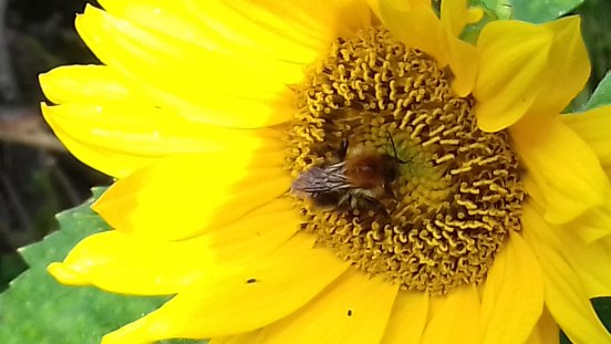 Foto Sonnenblume mit Biene UB.jpg