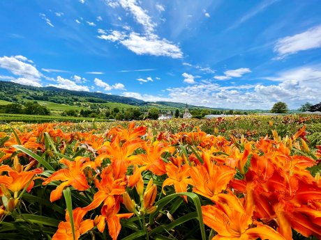 Sulzburg-Laufen_Staudengärtnerei_Taglilien © Staudengärtnerei Gräfin von Zeppelin.jpg