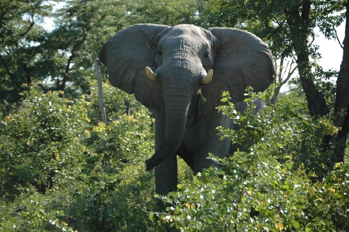 B&N_Elefant-Botswana.jpg