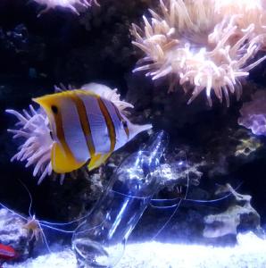 Bild: Flasche im Aquarium