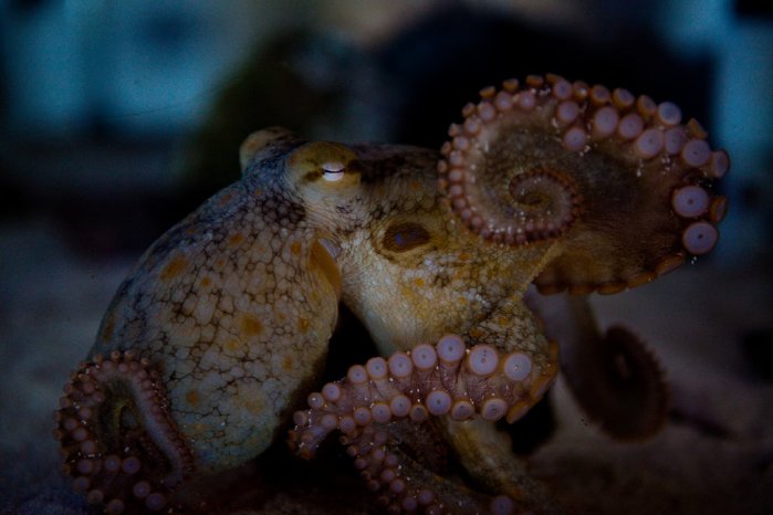Octopus_bimaculoides.jpg