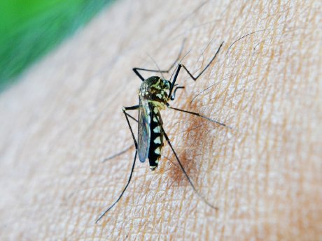 Mosquito_Pixabay.jpg