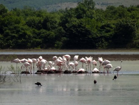 Brütende Flamingos in der Saline Ulcinj, 2013.jpg