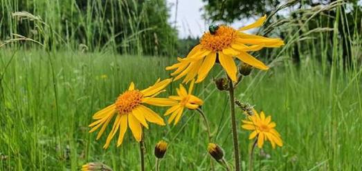 Ungedüngte Magerwiesen mit dem typischen Borstgras waren die natürlichen Lebensräume der einst weitverbreiteten Arnika-Blume. Intensive Grünlandbewirtschaftung mit Düngung und Einsaat von Wirtschaftsgräsern ließen die Population auf ein einziges Solling-Vorkommen mit nur noch dreißig Pflanzen schwinden