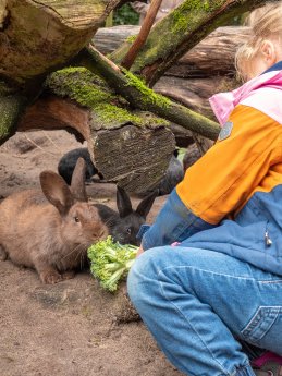 Kindergruppe_FotoBastianHilk_0076 - Fütterung Kaninchen.jpg