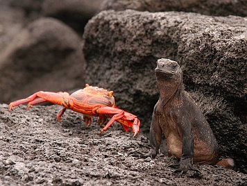 zayapa e iguana_kl.jpg