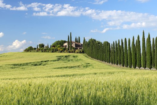 Zypressenalle im Val d` Orcia - Toskana.jpg