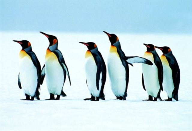 Windrose Pinguine.jpg