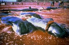 Tote Pilotwale liegen mit durchtrenntem Rückgrat im flachen Wasser. Foto: EIA