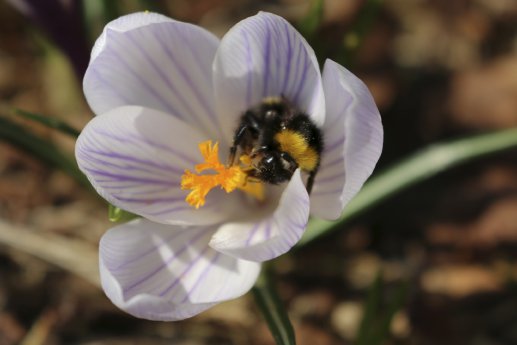 Biene in Blüte © Thomas Dobrzewski (Nationalpark Schwarzwald).jpg