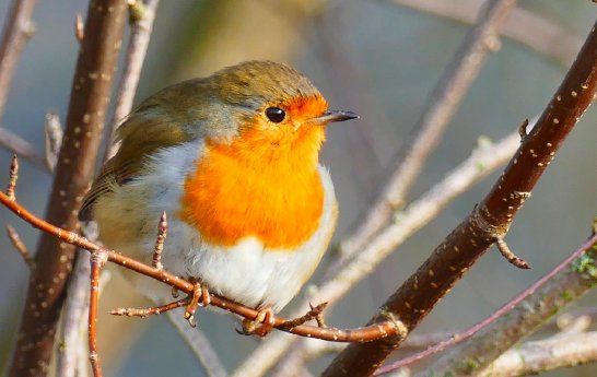Rotkehlchen_Maerkel, Alsfeld.jpg