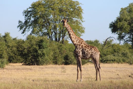 IMG_7400 (c) Juliane Link, Karawane (2).JPG