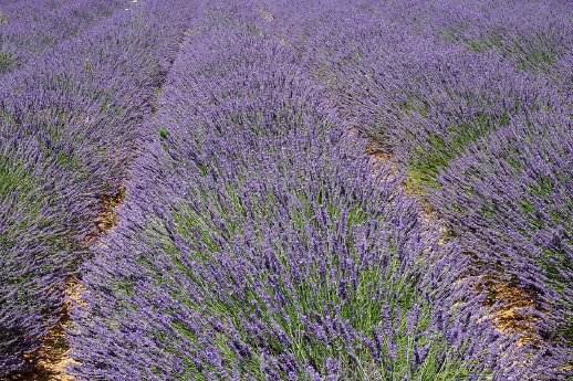 Lavendel_Provence.jpg