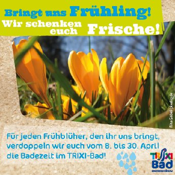 Bild Frühblüher 2013.jpg