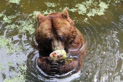 Braunbären Eisbombe, Foto: Wildpark MV