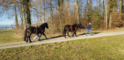 Und so geht Einlaufen. Armin, seine Frau Tanja und die Pferde beim Spaziergang. Mit Hufschuhen.