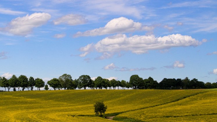 Landschaft-Freiflaeche_Foto_Tree-Art-Fotodesign.jpg