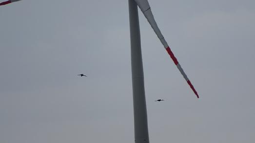 Schwarzstörche im Streckenflug durch die Anlagen von Dahlem I-III / NABU Euskirchen, G. Damaschke