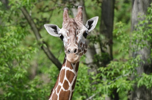 Giraffe_Ulembo.jpg
