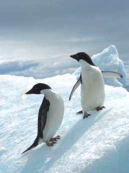 antarctica_adeli_penguins_iceberg.jpg