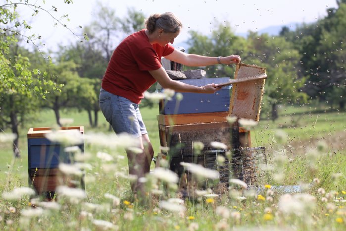 Bienen und Imkerin - Andrea Letsch.jpg