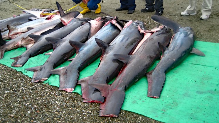 Haiflossen-Fischerei-in-Ecuador.jpg