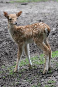 Damwild-Kindergarten im Wildpark-MV, Foto: Wildpark-MV