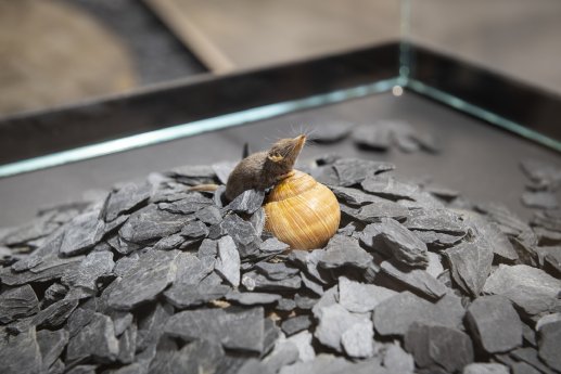 Max und mini_Etruskerspitzmaus_Foto_Museum_Wiesbaden_Bernd_Fickert.jpg