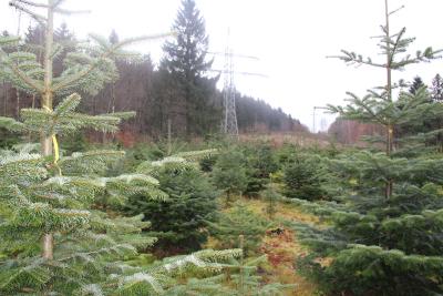 Der Weg zum perfekten Weihnachtsbaum