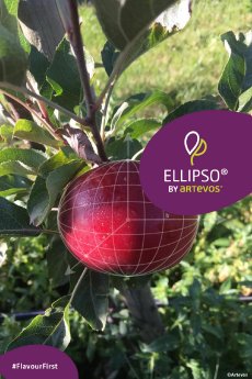 artevos_apfel_ellipso® ‘UEB 47021‘-s-_3-dimensionaler-apfel.jpg