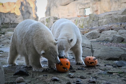 Halloween Eisbären Anna-Elsa@Zoo am Meer.JPG