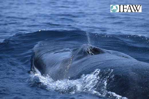 Wal 118 high WQ47 fin whale spouting_Logo.jpg