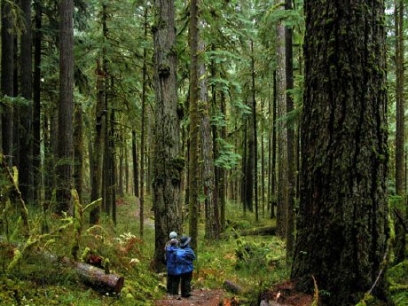 Riesige Bäume im Lake Quinault Regenwald (c) National Park Service.jpg