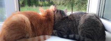 Zwei Katzen gucken aus dem Fenster